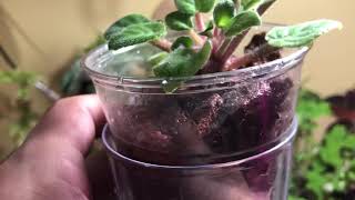 HowTo  Transferring African Violets To SemiHydro [upl. by Lisabet]