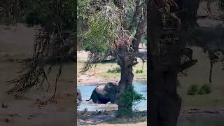 Elephants Trumpeting elephant africanwildlife [upl. by Adrienne718]