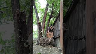 •LogPile• made with capcut therian theriangear youtubeshorts cat foxtherian quadrobics [upl. by Sheela926]