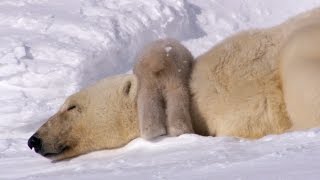 Polar Bear Cubs Taking Their First Steps  Planet Earth  BBC Earth [upl. by Oliva]