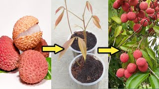 How to grow Lychee plant from seeds  लीची का पौधा बीज से उगाये । [upl. by Susej]