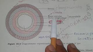 DIGESTIVE GLANDS TRANSVERSE SECTION OF GUT For NEET [upl. by Jordans]