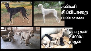 கன்னி சிப்பிபாறை நாய் குட்டிகள் 4K விலையில் [upl. by Emya]