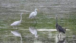 Great Egrets and Great Blue Herons [upl. by Yemiaj]