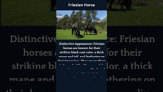 Discover The Gentle and Docile Nature of Friesian Horses [upl. by Haiasi696]