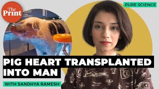 In a medical breakthrough pig’s heart xenotransplanted into man [upl. by Curhan]