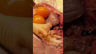 🐔 Headless Chicken Lived 18 Months  Mikes SHOCKING Survival Story Will BLOW Your Mind 🤯 [upl. by Zailer]