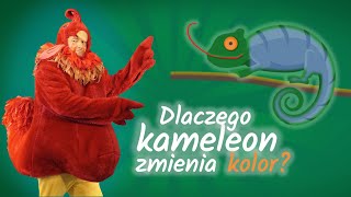 Dlaczego kameleon zmienia kolor  KOGUT RUBIN odpowiada na pytania dzieci [upl. by Nyraa76]