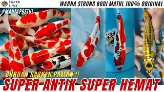 KOI SUPER ANTIK SUPER HEMAT  BURUAN BOSKU WARNA STRONG BODI MANTUL 100 ORIGINAL [upl. by Michelina]