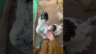 Brahma Chicken feeding brahmachicks brahmachicken trending ytshortsindia murgi poultryfarm [upl. by Macswan]