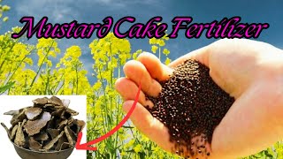 सर्दियों से पहले जरूर करें यह काम पौधों की जड़ों में डालें यह खाद  Best Fertilizer gardening [upl. by Cobbie]