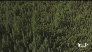 Canada Fort Mac Murray  forêts [upl. by Ailido]