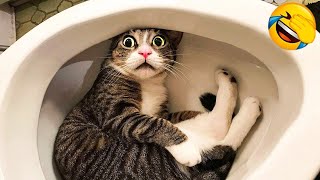 1 Hour Of Funniest Animals 😅 New Funny Cats and Dogs Videos 😸🐶 Part 14 [upl. by Ynnaj]