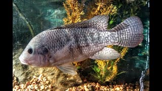 Blue Tilapia Oreochromis Aureus Species How To Fish Care [upl. by Cichocki]