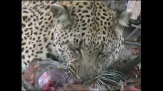 Leopard Impala  eaten whole [upl. by Elyak]