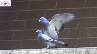 A couple of pigeons mated 3 times within 1 minute [upl. by Nnyleuqaj]