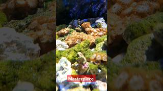 alliesherlock musicvideo musiclover reeftank [upl. by Halyk121]