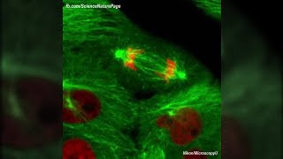 Actual Footage of Cell Division Kidney Cells [upl. by Nailliw]