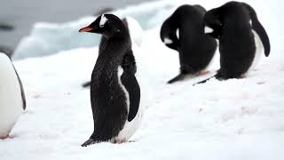 Gentoo Penguins on Danco Island Antarctica [upl. by Yendic169]