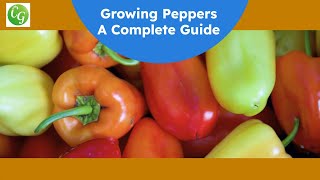 The Ultimate Pepper Growing Guide Expert Tips for a Bountiful Harvest [upl. by Yrrem781]