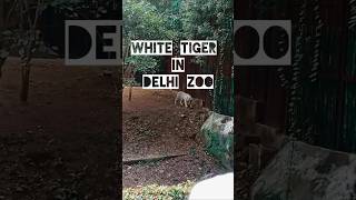 zoo delhi whitetiger in Delhi zoo🐘🐼🐯 [upl. by Parent119]