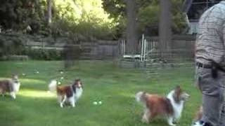 Yard full of Shelties playing [upl. by Timi]