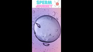 How Sperm Meets Egg Fertilization shorts [upl. by Tammany]