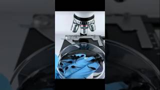 microscope test കാട്ട് തവളയെ 😸 m4techmicroscope test shorts mrzthoppi [upl. by Tilla]