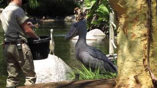 Shoebill Feeding Time [upl. by Norm]