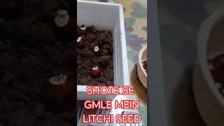 HOW LITCHI PLANT FROM LITCHI SEED AT HOME EASY TO PROPAGATE PLANTS FROM LITCHI SEED [upl. by Eanram539]