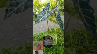 Alocasia Amazonica Plant tropicalplants plants indoorplants shortvideos shorts short [upl. by Pacheco]