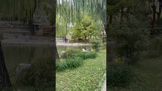 Ein Spaziergang in einem gemütlichen Park in Peking herbst china natur realsound autumn shorts [upl. by Karlee852]