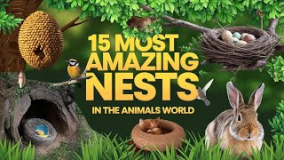 15 Most Amazing Nests In The Animals World [upl. by Perla]