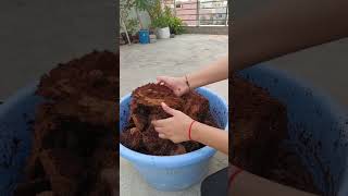 Cocopeat Uses in Gardening and its Benefits cocopeat gardeningtips plants [upl. by Alletneuq]