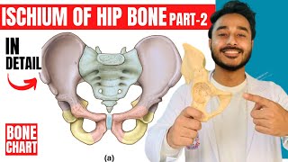 ischium of hip bone anatomy  attachments of hip bone anatomy 3d  bones of lower limb anatomy [upl. by Siramay]