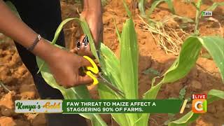 Parasitoids for Fall Armyworm Control Kenyas Gold Citizen TV [upl. by Annawak]