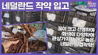 평화랜드 고급진 아름다움 네덜란드 수입 겹작약 [upl. by Gerardo]