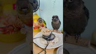 തലമേൽ l Mittu amp Kallu My companion l How to Train Parrots or Pet Birds parrottraining [upl. by Ydnyl]