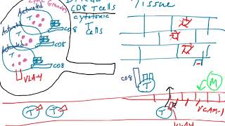 Cytotoxic T cell effector function [upl. by Aisetal106]