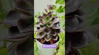 Echeveria Plant 🪴 indoor plants  House plants nature trendingplantsshorts ytshortsaesthetic [upl. by Naivatco]