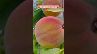 🍑CLINGSTONE PEACH🍑 shorts peach clingstone viral youtubeshorts asmr [upl. by Downs]