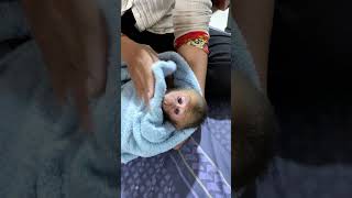 Mom take care your baby monkey cute baby3 babyanimal 3monkeys [upl. by Aloisius]