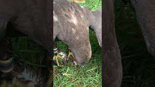 crested goshawk training hunting 🫣 [upl. by Dreyer]