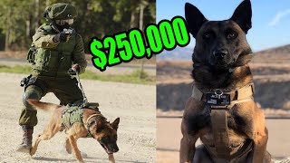 This is What a 250000 Elite Protection Dog Looks like [upl. by Starbuck]