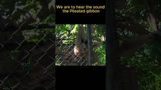 We are to hear the sound the Pileated gibbon video monkey life animals shortsfeed shortslife [upl. by Mata514]