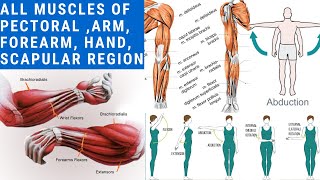 ORIGIN INSERTION NERVE SUPPLY ACTION OF ALL MUSCLES OF UPPER LIMB 💪 EASIEST EXPLANATION EVER [upl. by Nathanoj302]