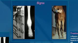 3Deviation of the fetlock joint [upl. by Karlan]