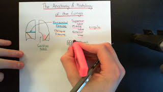 The Anatomy and Histology of the Lungs Part 1 [upl. by Bohaty806]