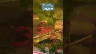 Crayfish Farming [upl. by Benildis]