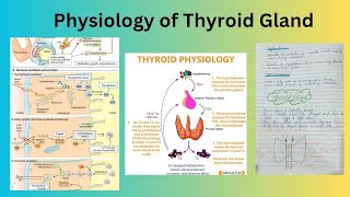 Physiology of Thyroid Gland [upl. by Krenn818]